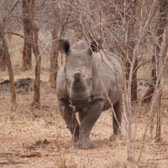 Can NFTs help save rhinos from poachers?